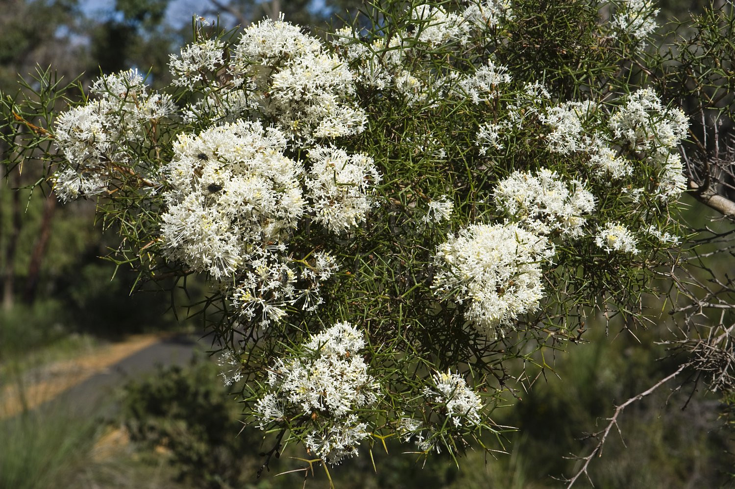 Australian Flora