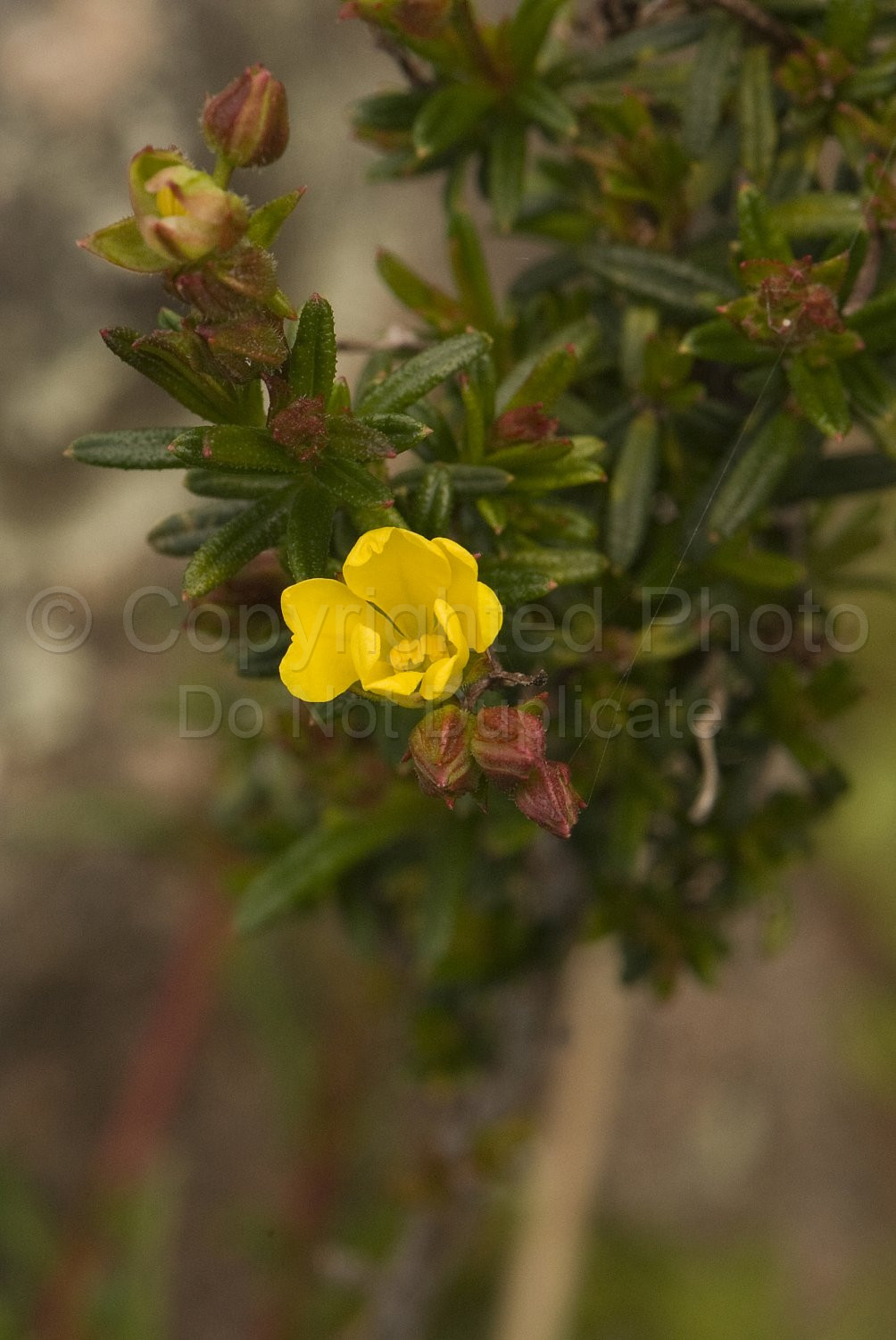 Australian Flora