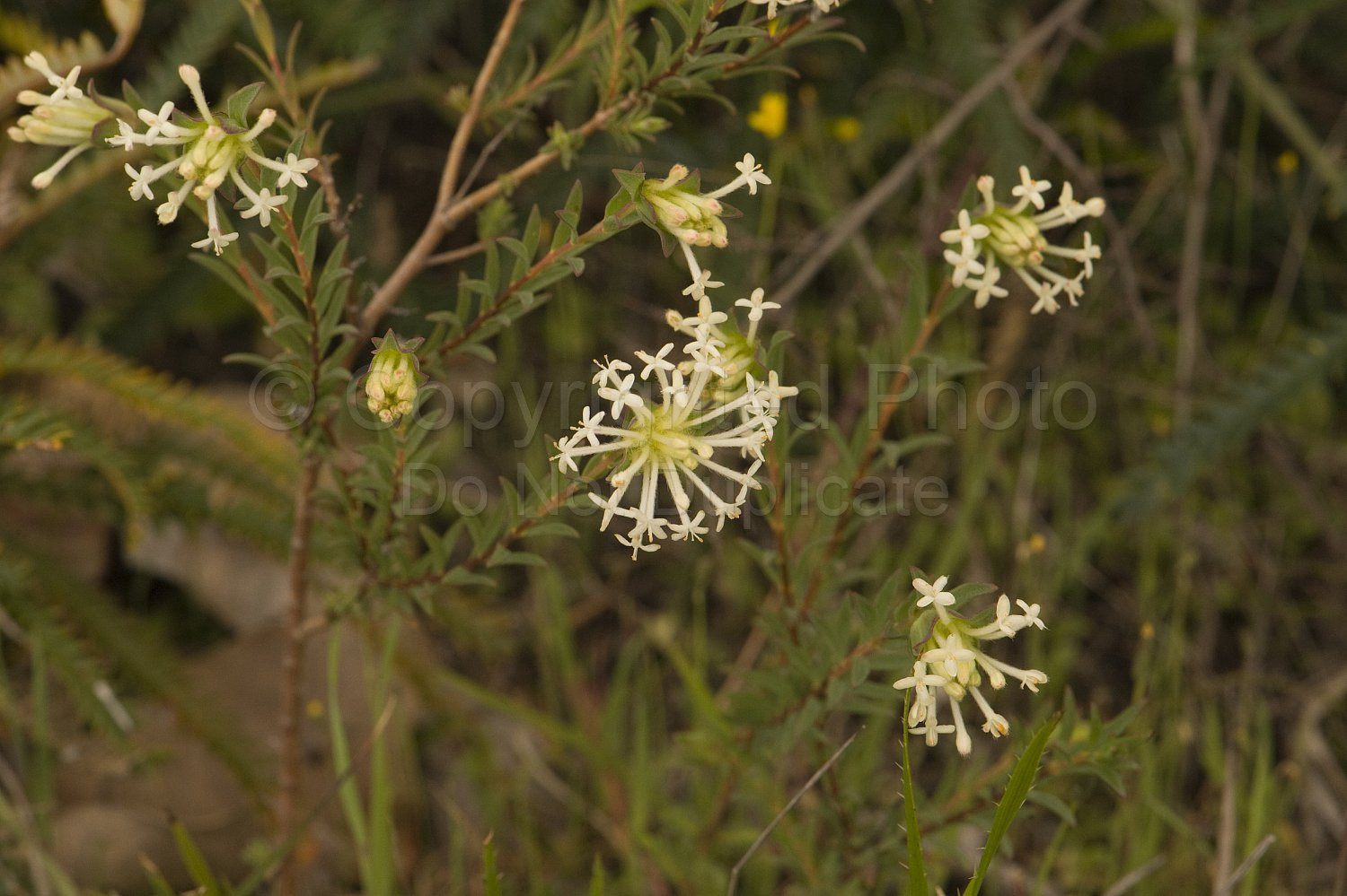 Australian Flora