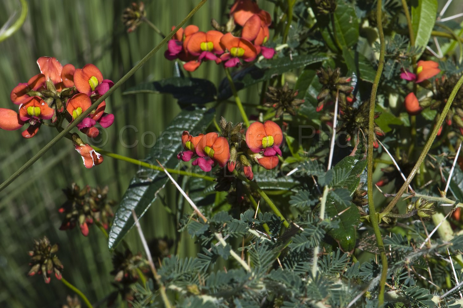 Australian Flora