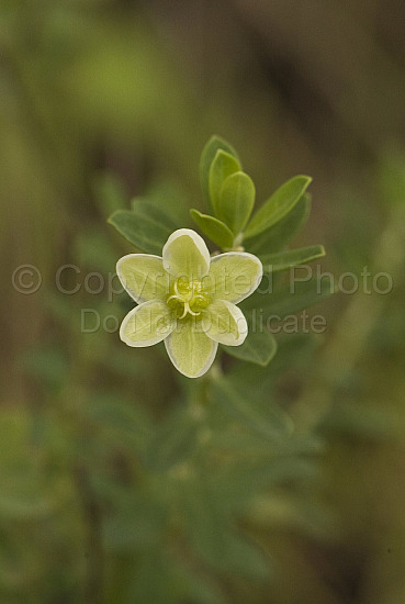 Australian Flora