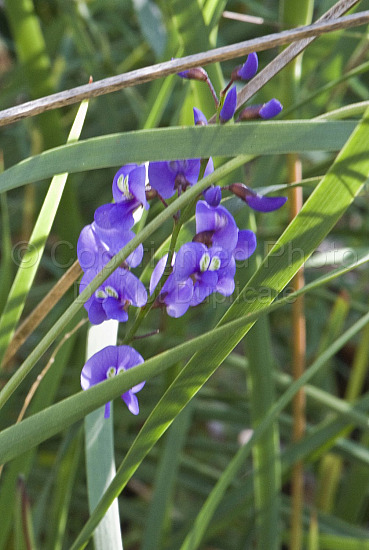 Australian Flora