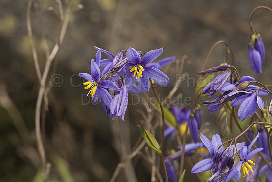Australian Flora