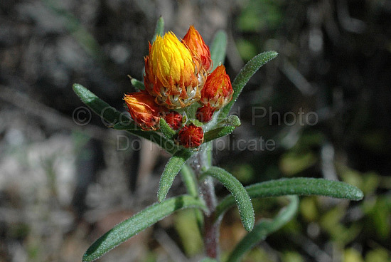Australian Flora