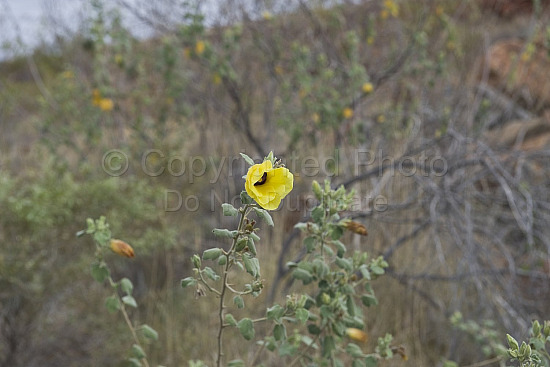 Australian Flora
