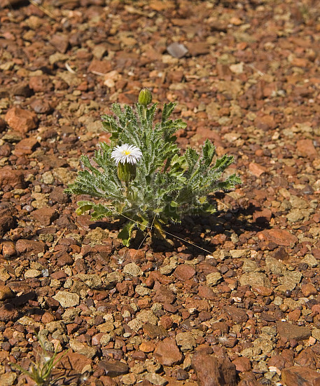 Australian Flora