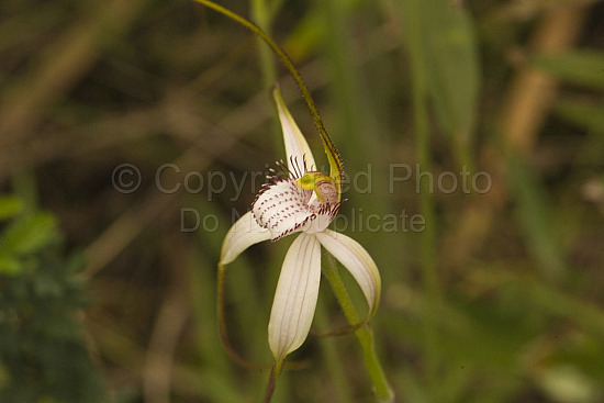 Australian Flora