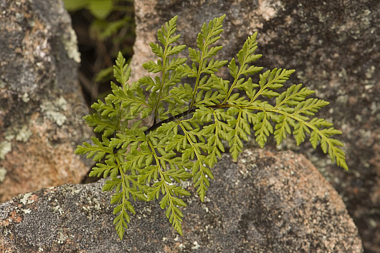 Australian Flora