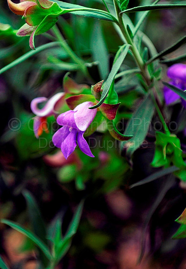 Australian Flora
