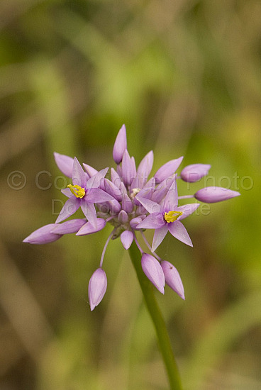 Australian Flora