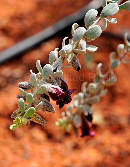Australian Flora