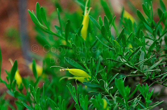 Australian Flora