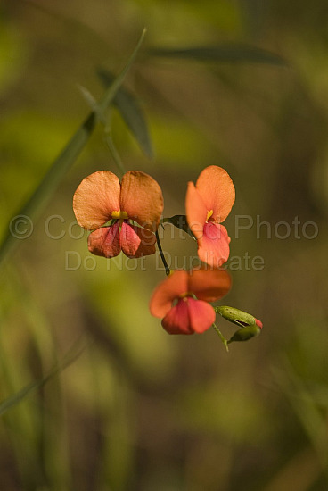 Australian Flora
