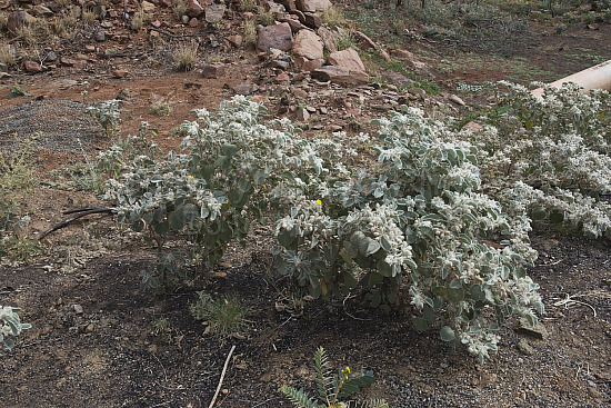Australian Flora