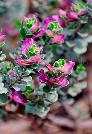 Australian Flora