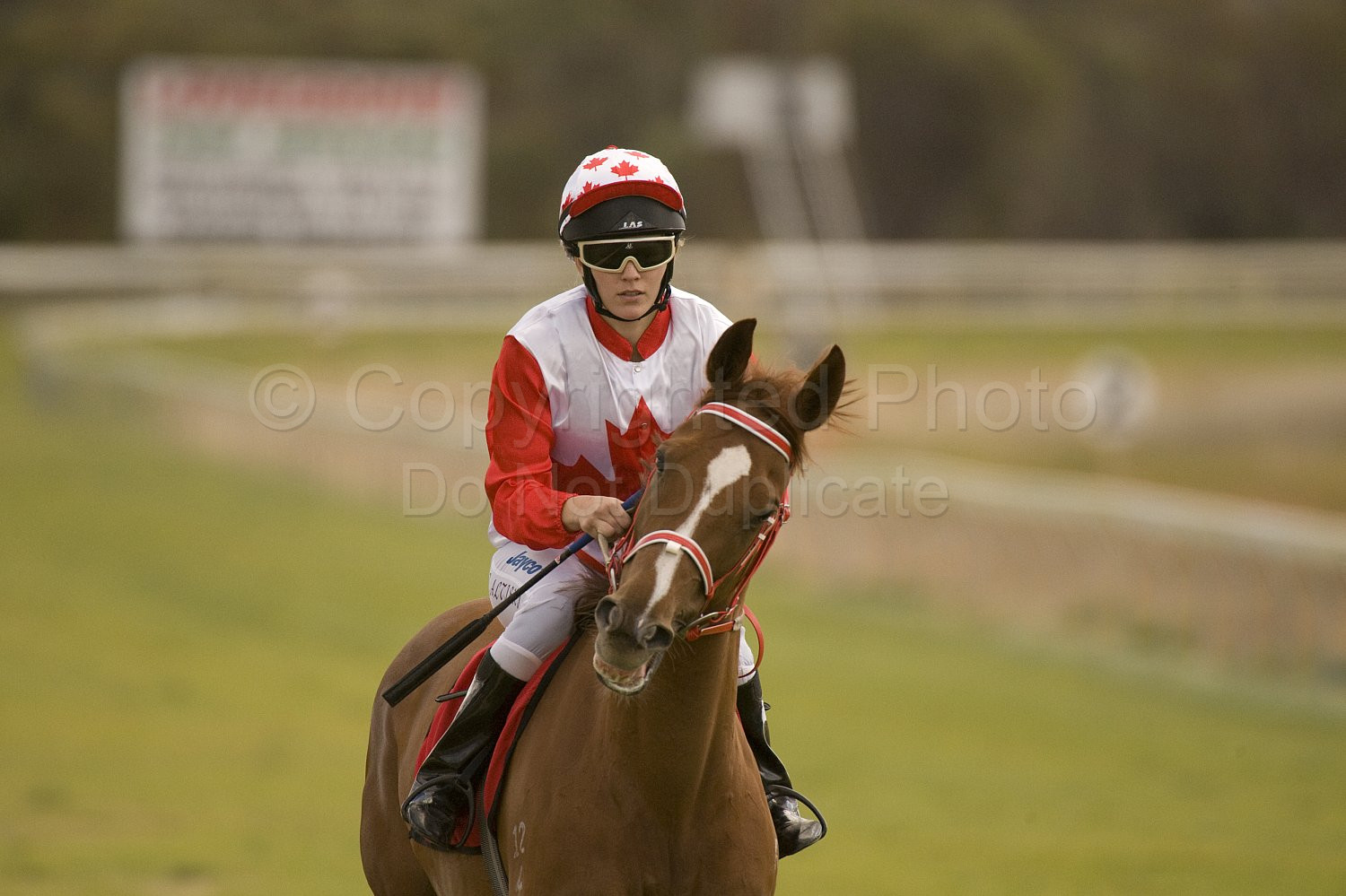 Western Australia, horse, horse racing, racing, york