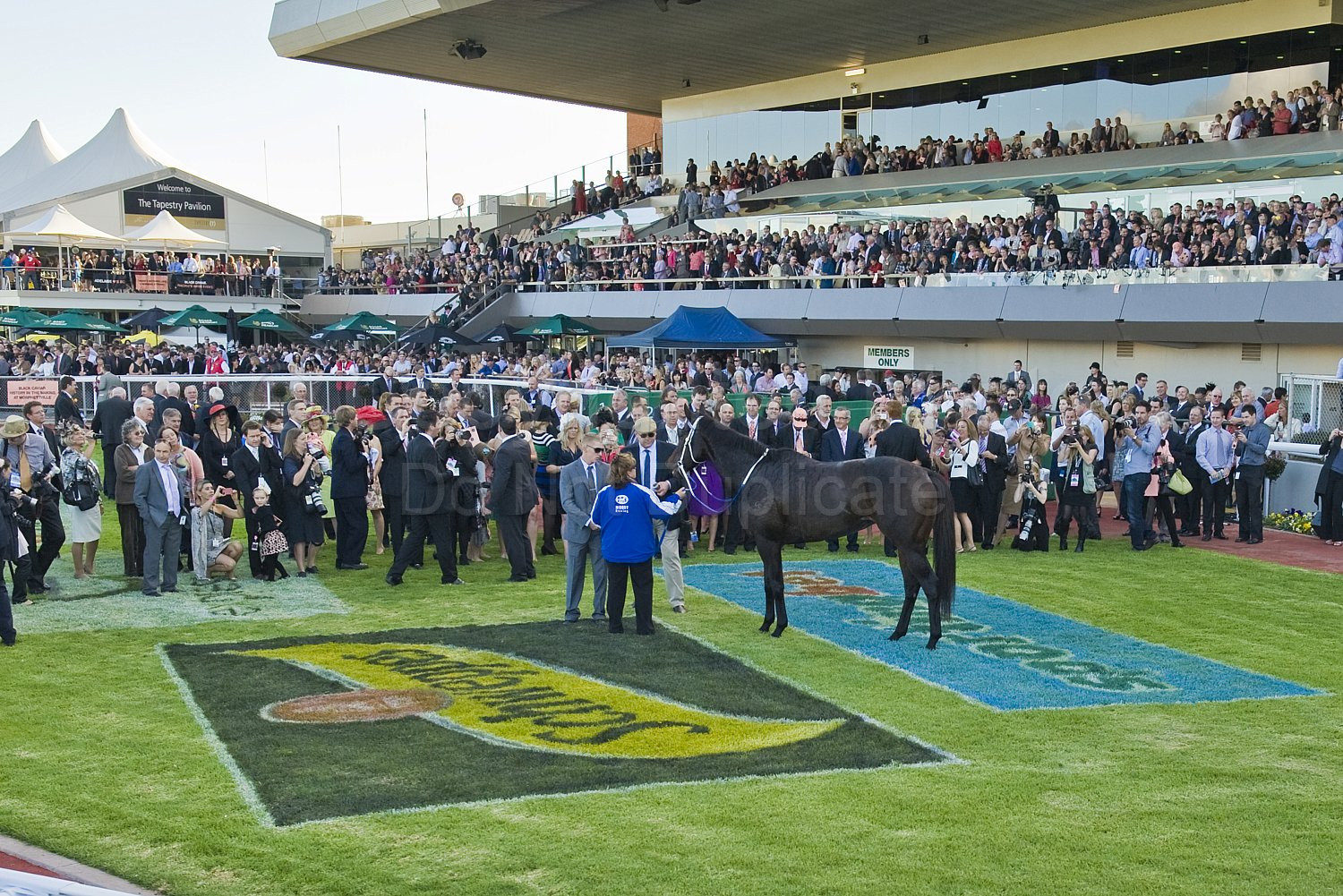 Black Caviar