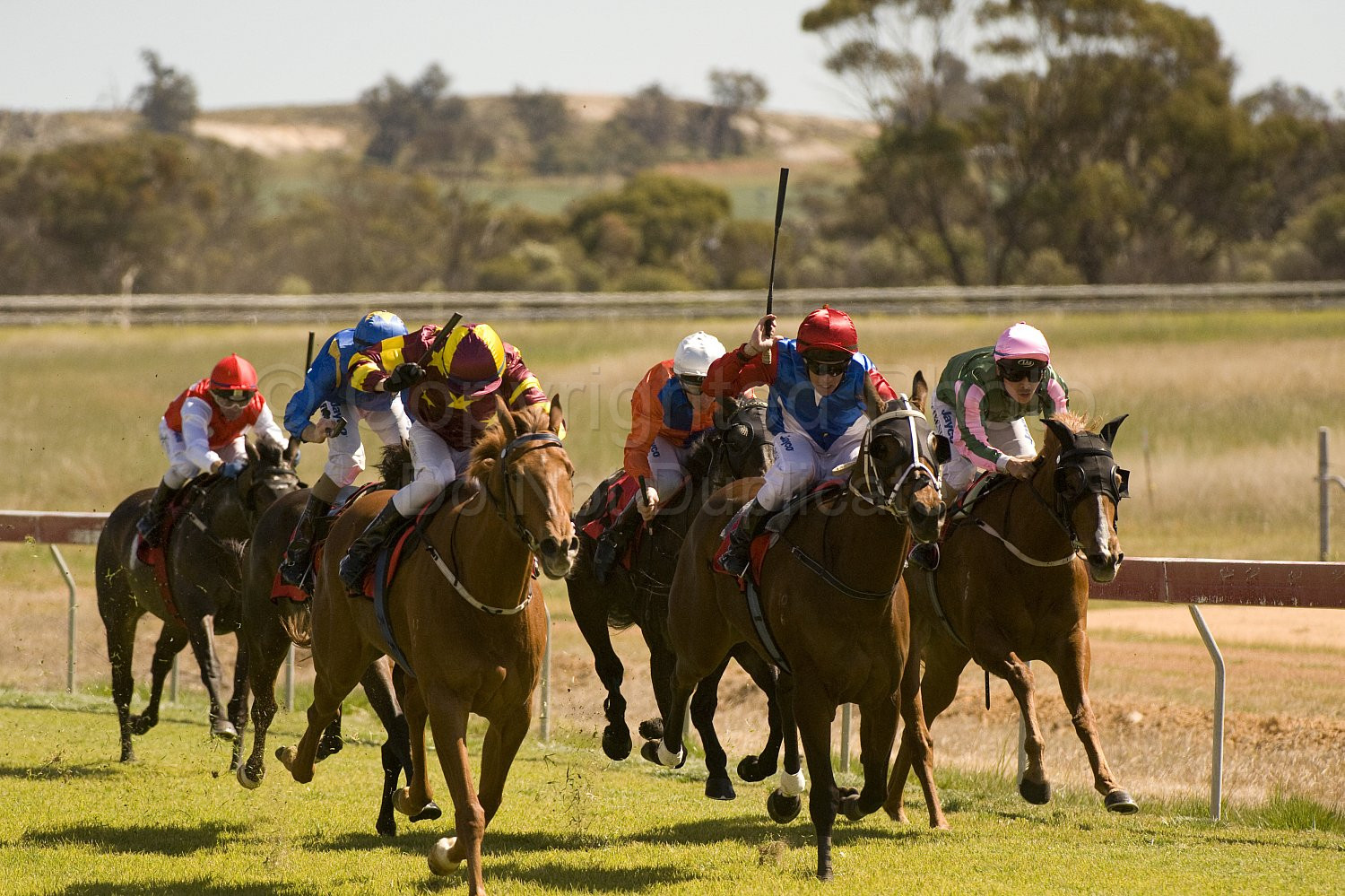 Western Australia, horse, horse racing, racing, york