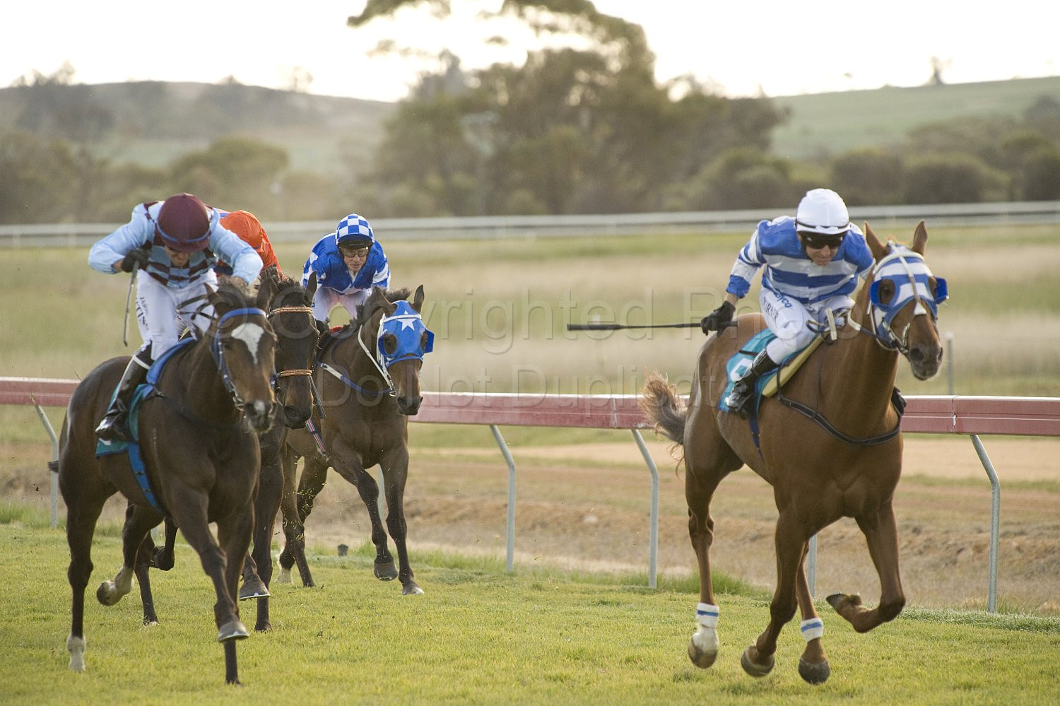Western Australia, horse, horse racing, racing, york