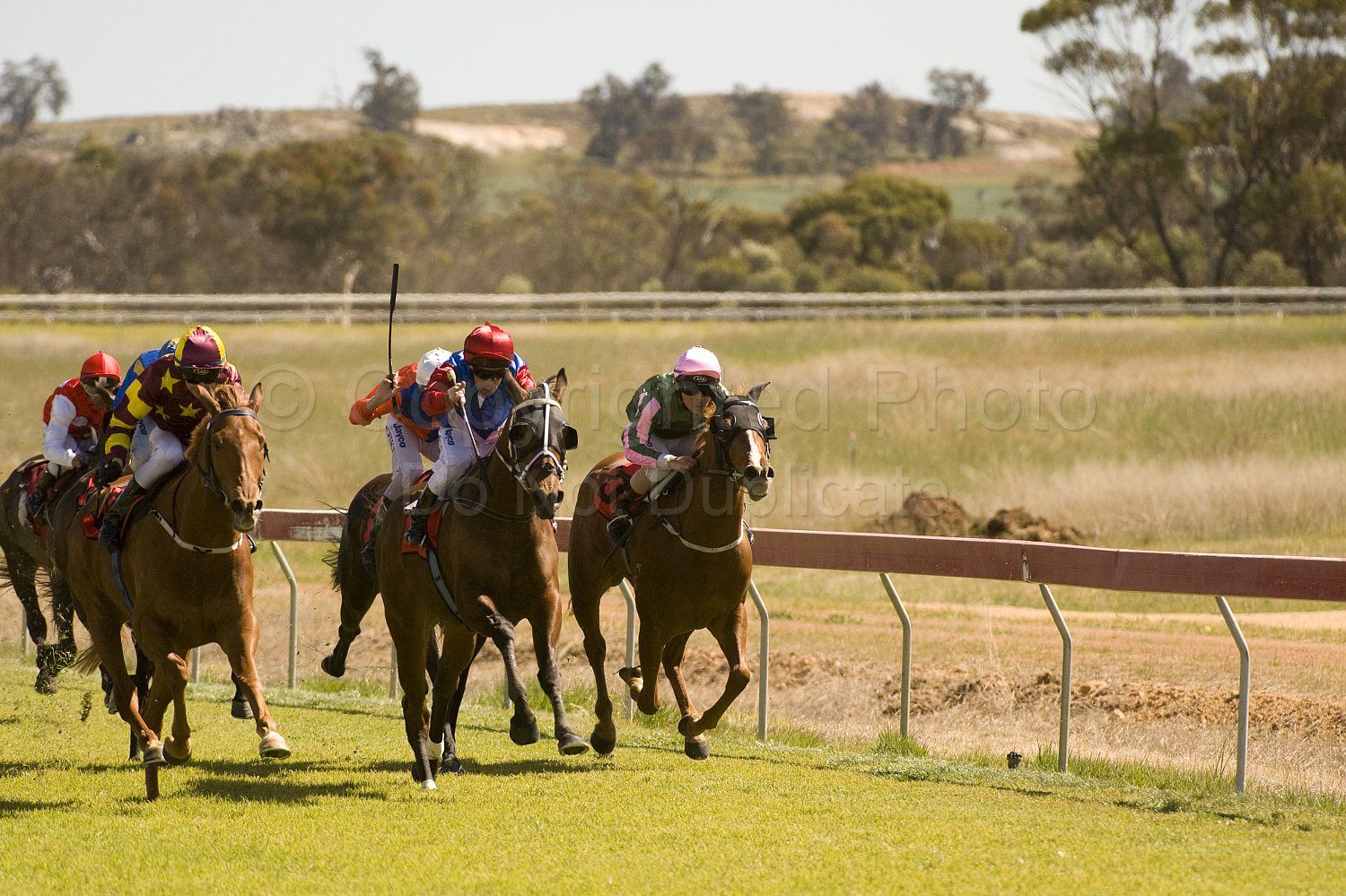 Western Australia, horse, horse racing, racing, york