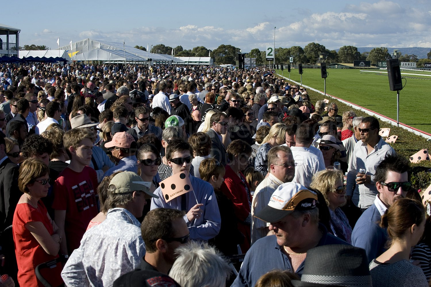 Morphettville Races