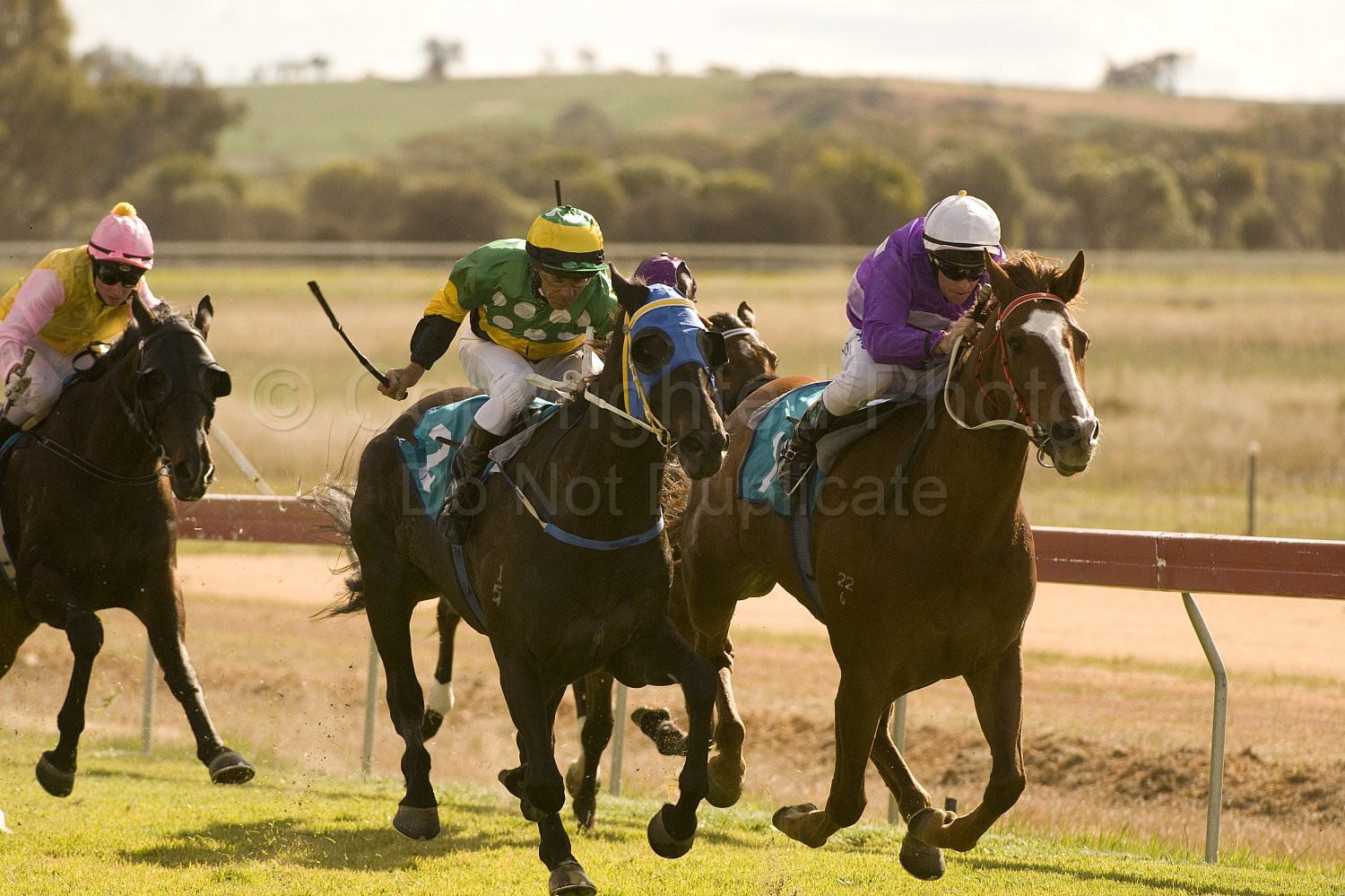Western Australia, horse, horse racing, racing, york
