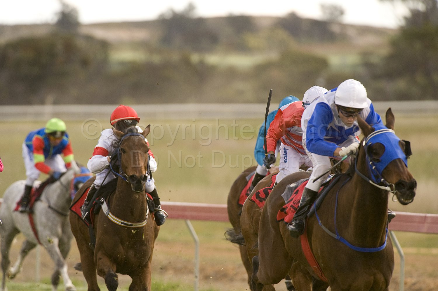 Western Australia, horse, horse racing, racing, york