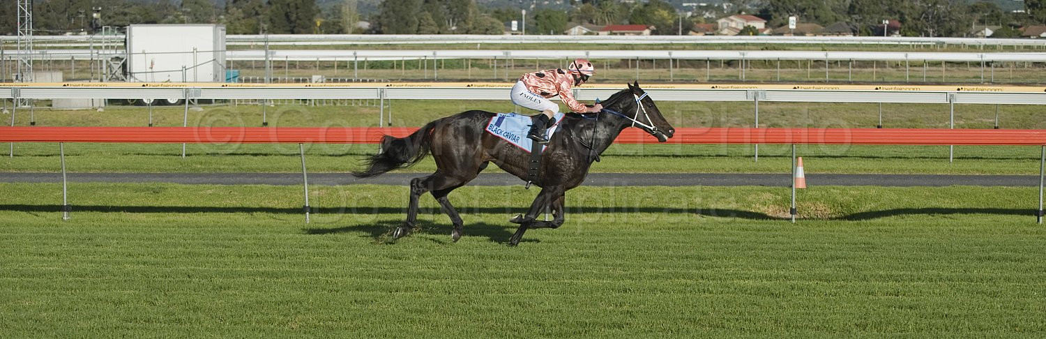 Black Caviar