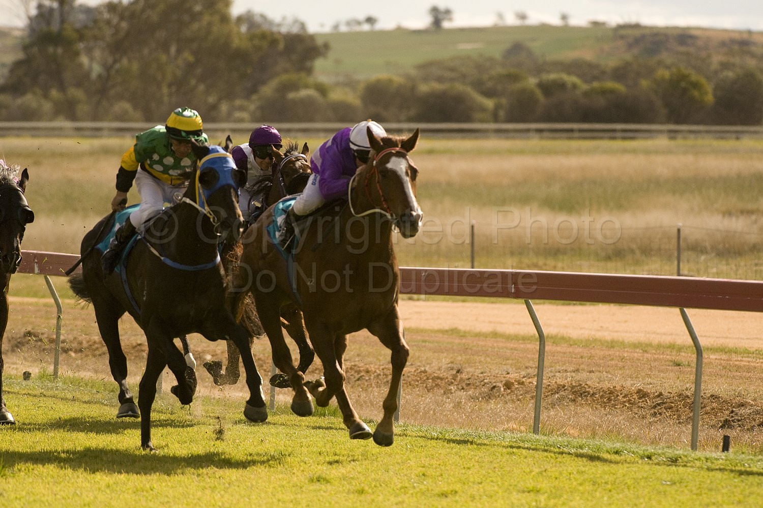 Western Australia, horse, horse racing, racing, york