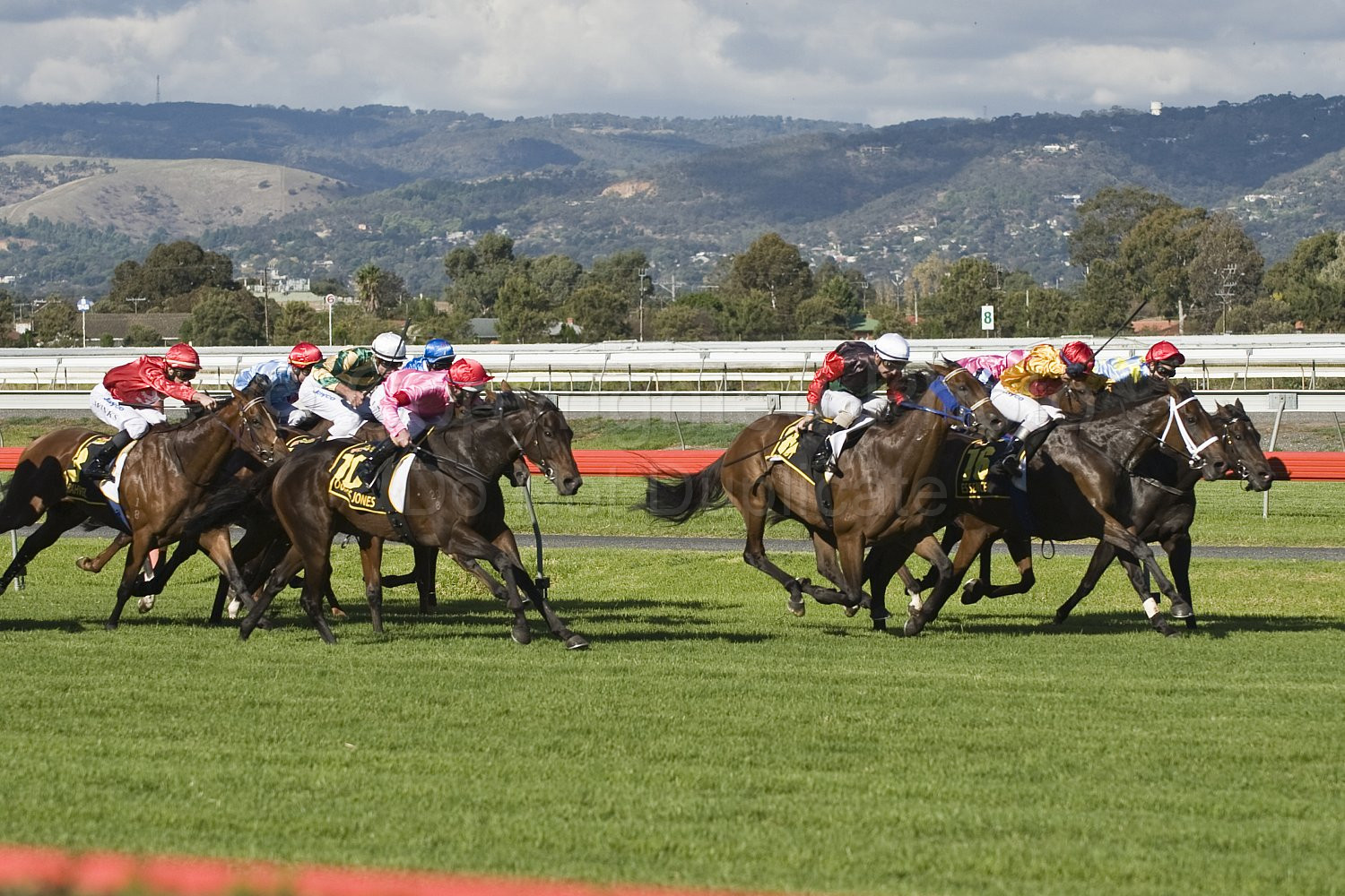 Morphettville Races