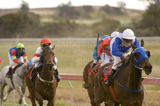 Western Australia, horse, horse racing, racing, york