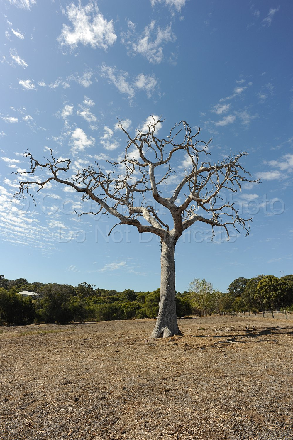 Dead Tree