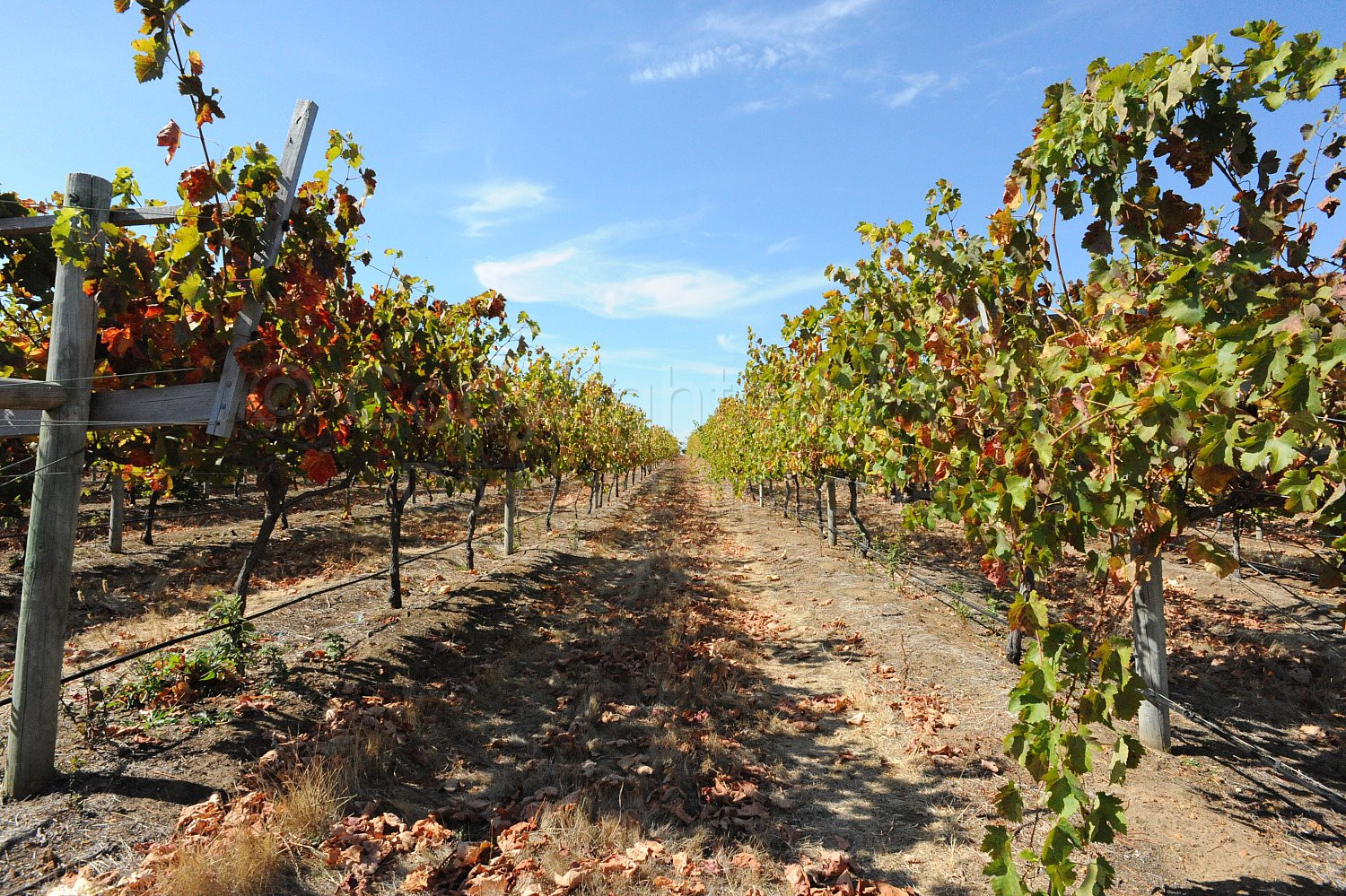 vineyard