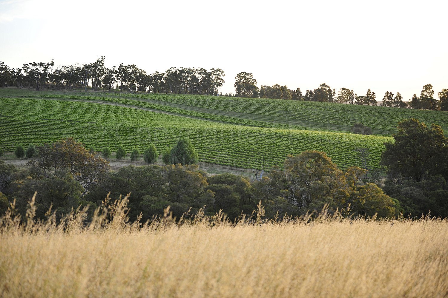 vineyard
