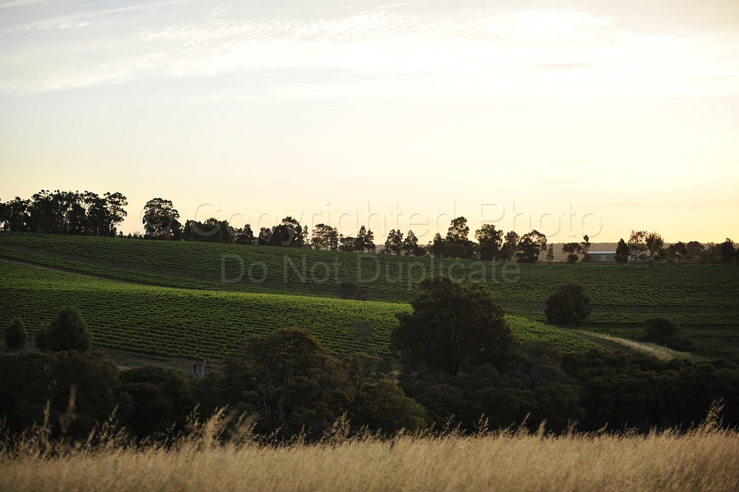 vineyard