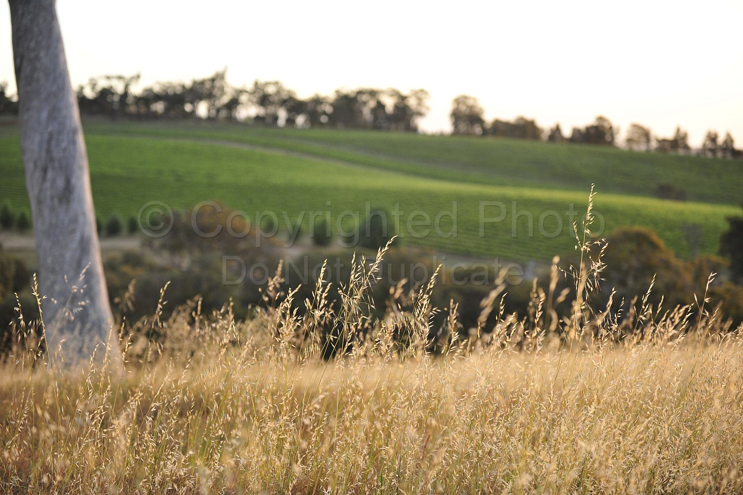 vineyard