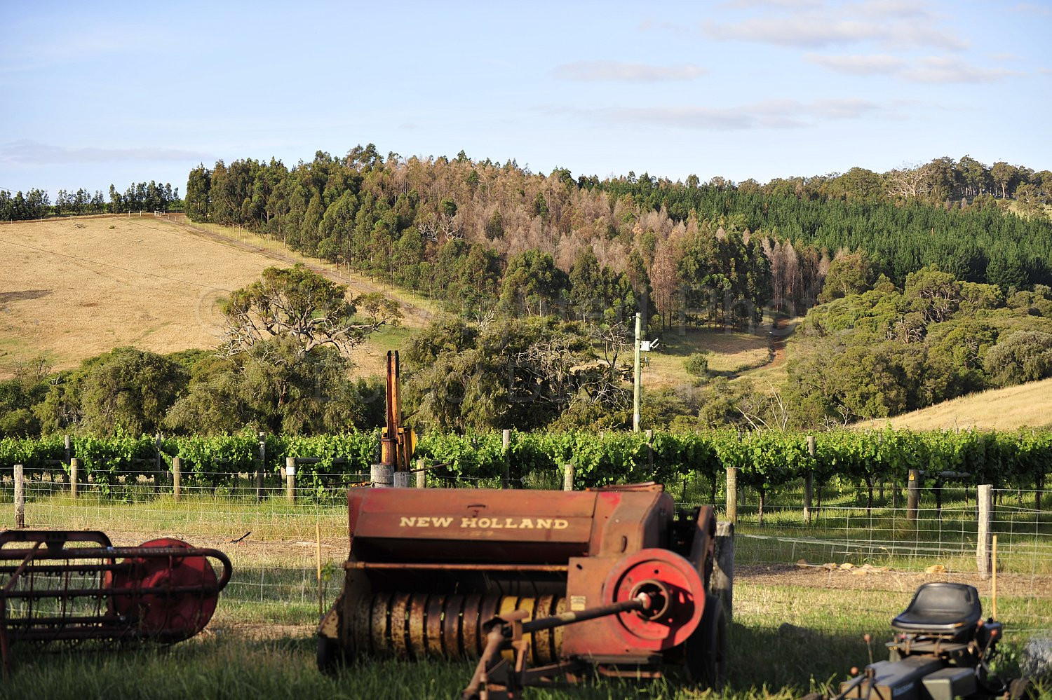 vineyard