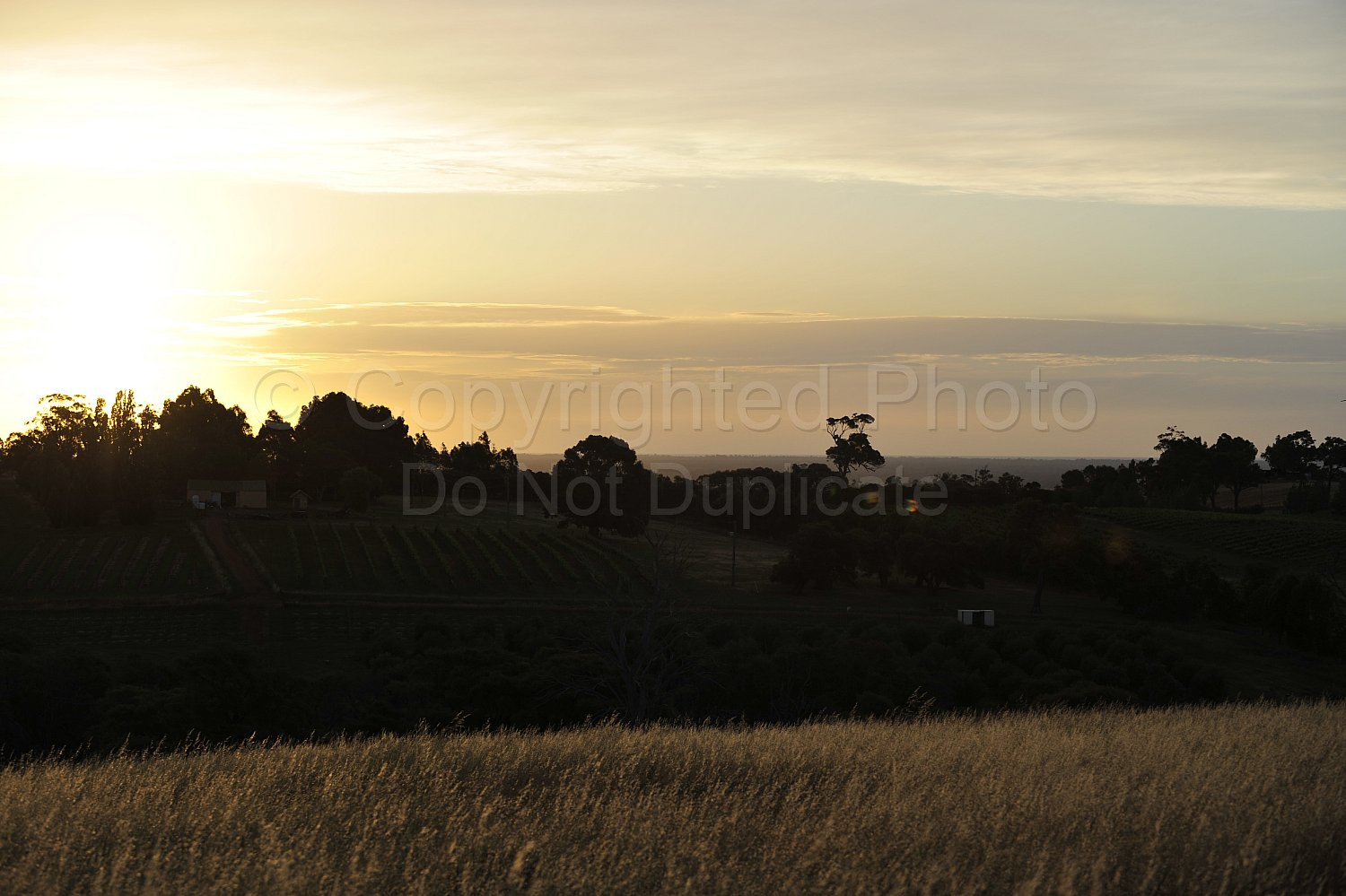 vineyard