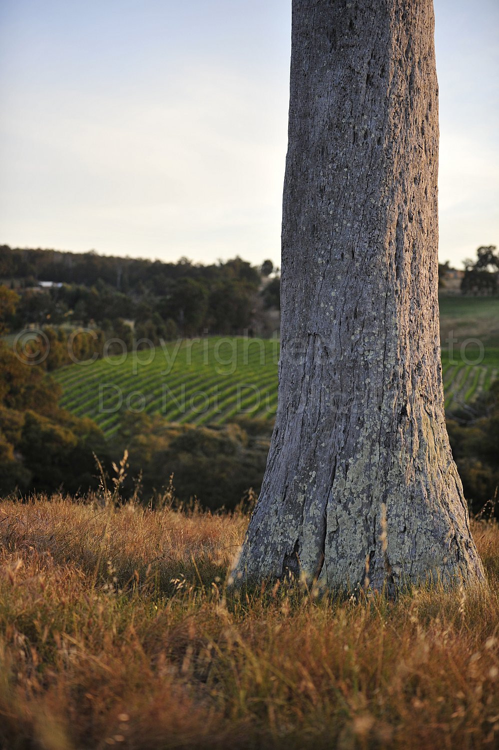 vineyard