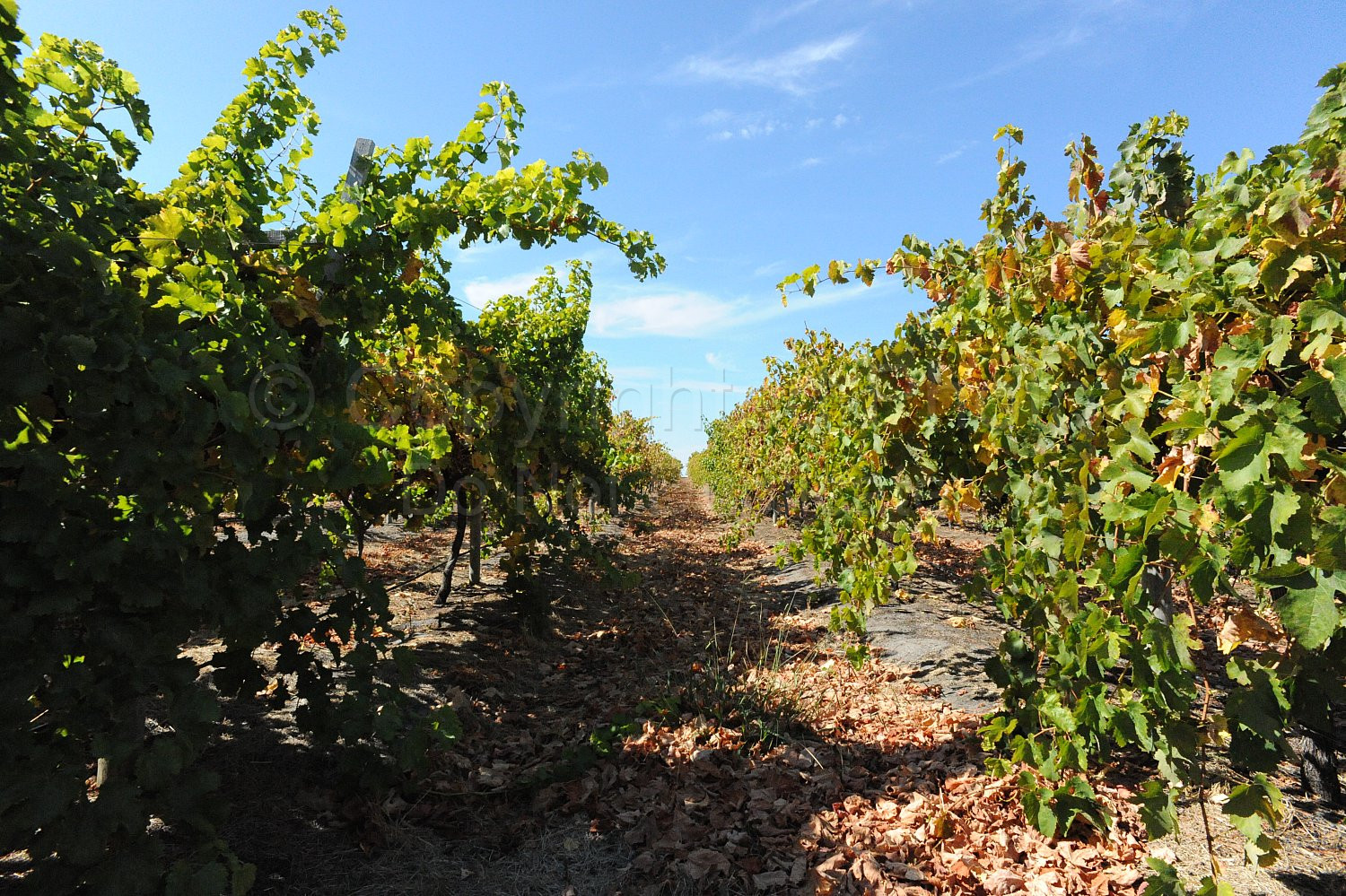 vineyard