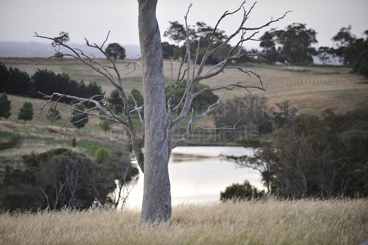 vineyard