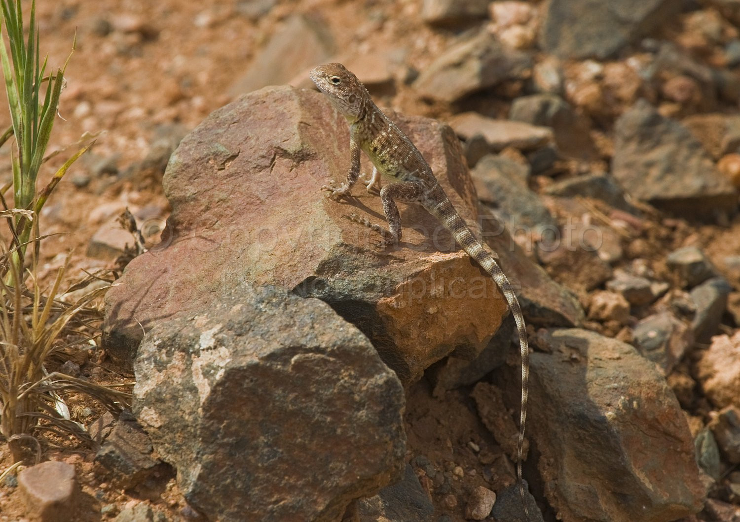 Pilbara Lizard