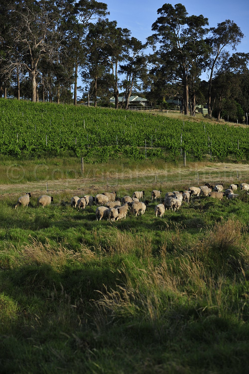 vineyard