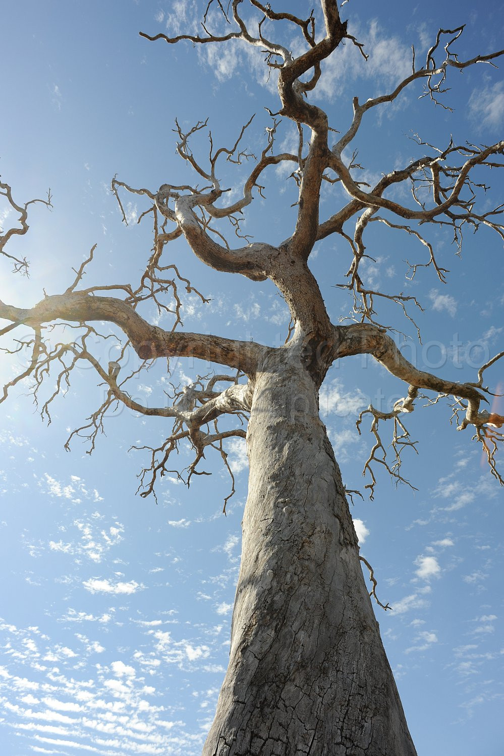 Dead Tree