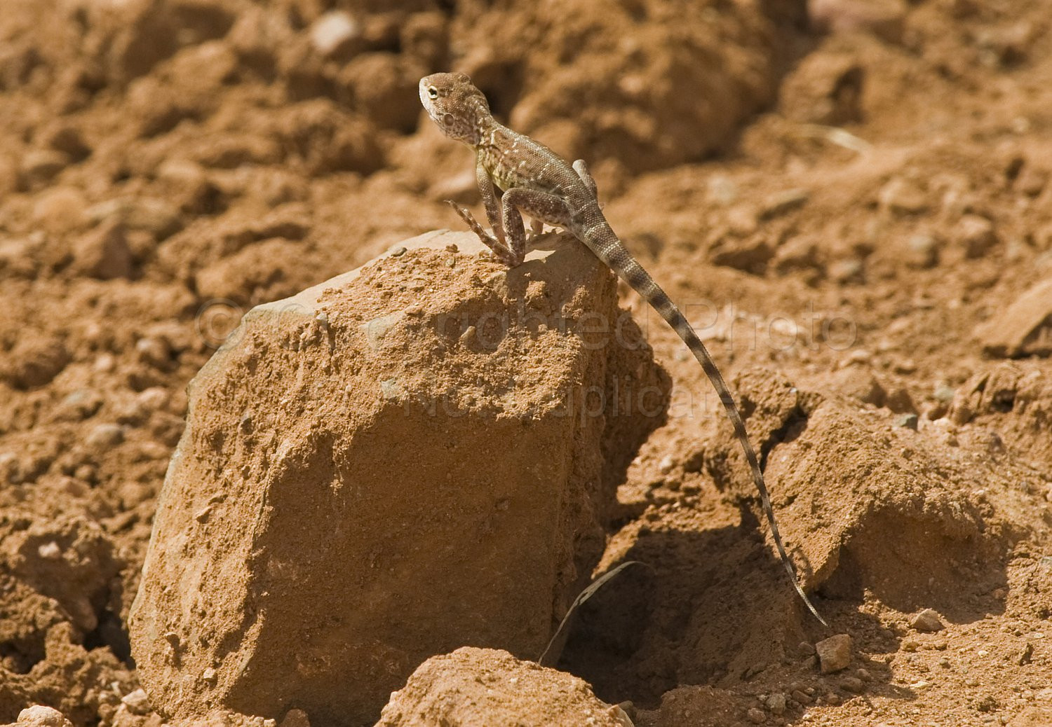 Pilbara Lizard