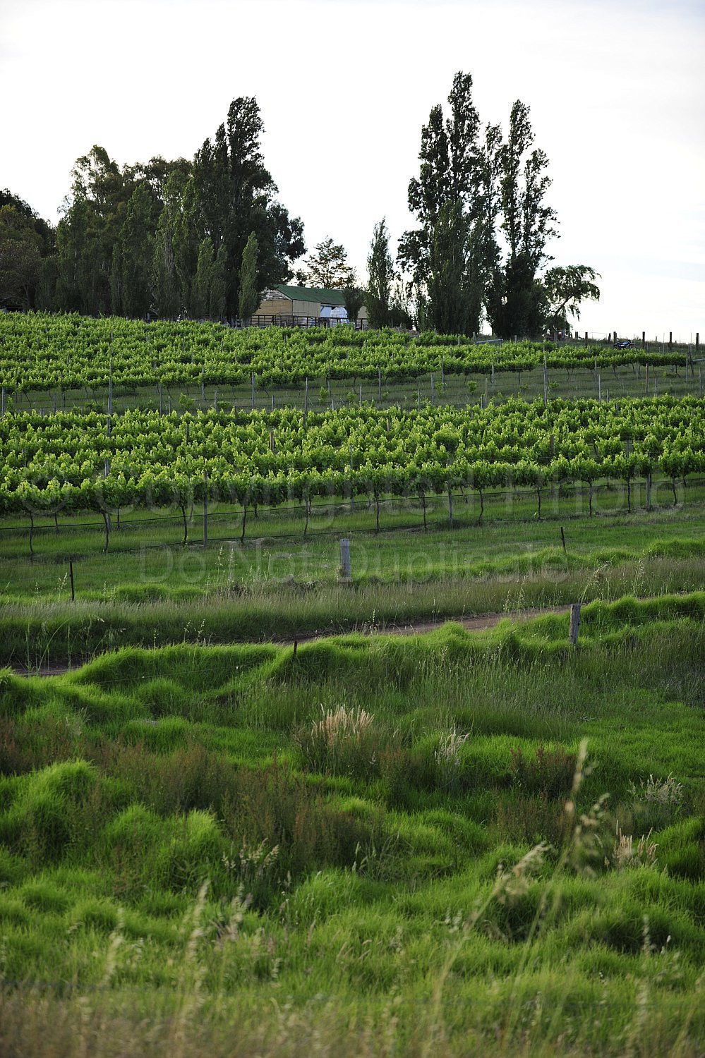 vineyard