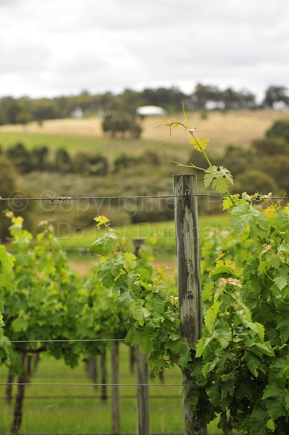 vineyard