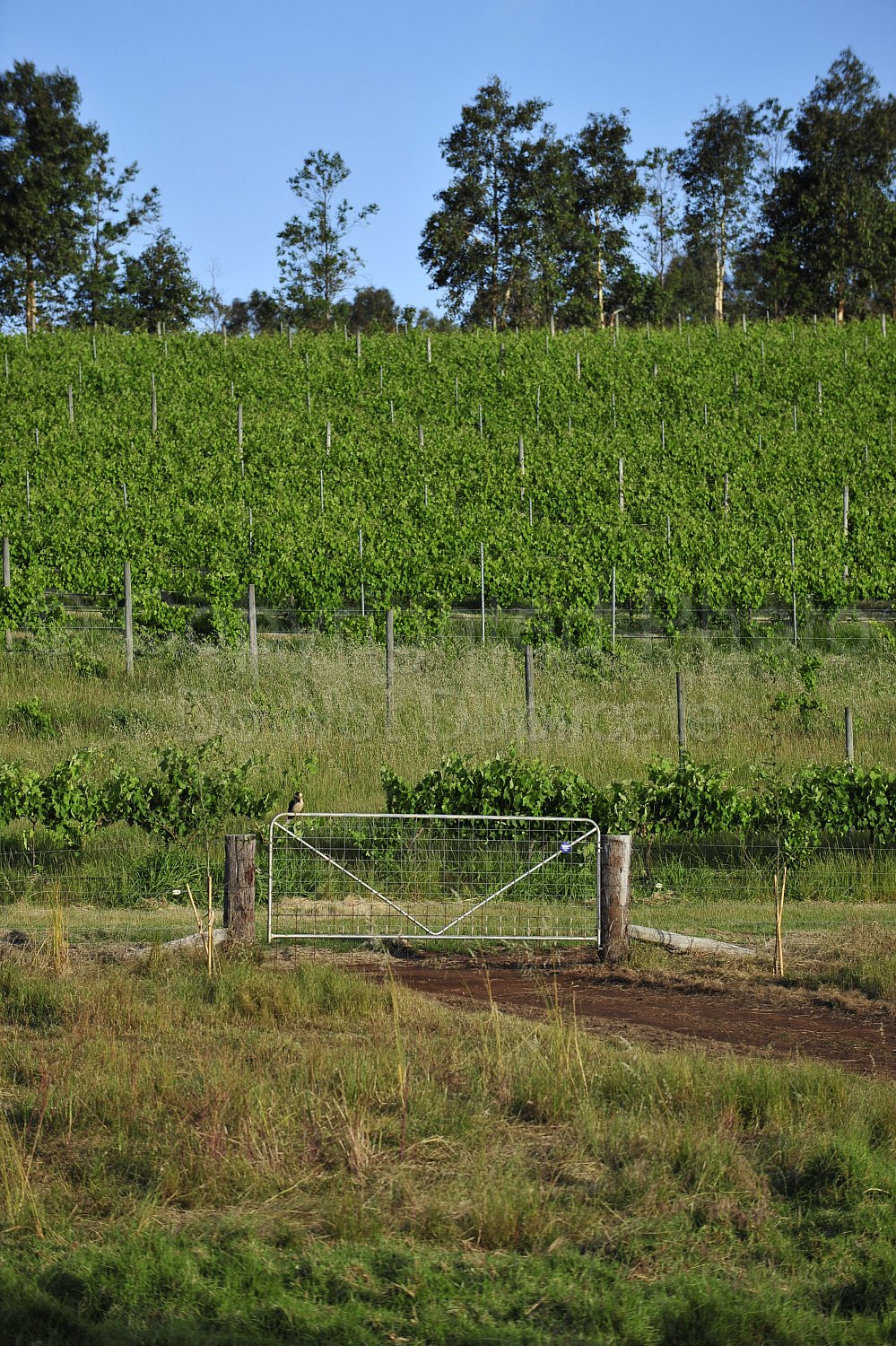 vineyard