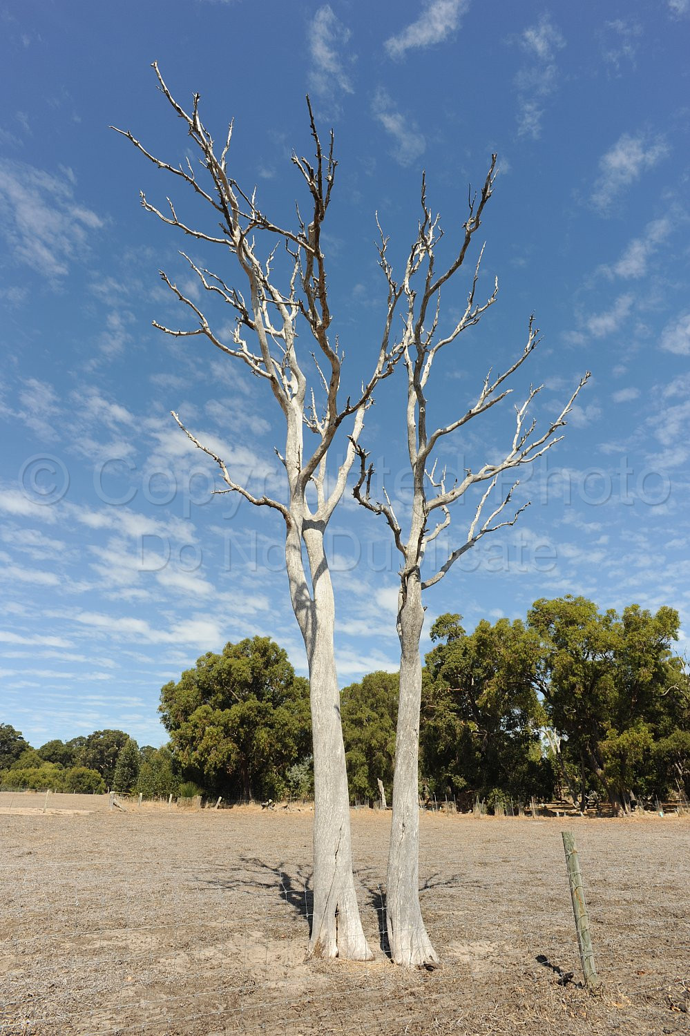 Dead Tree