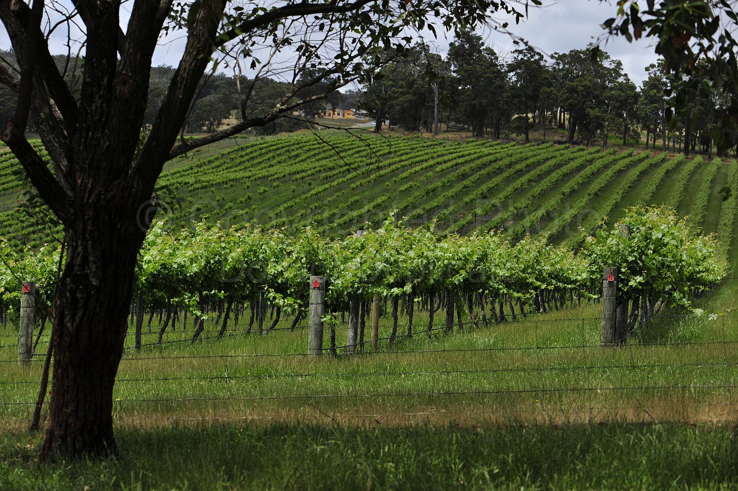 vineyard